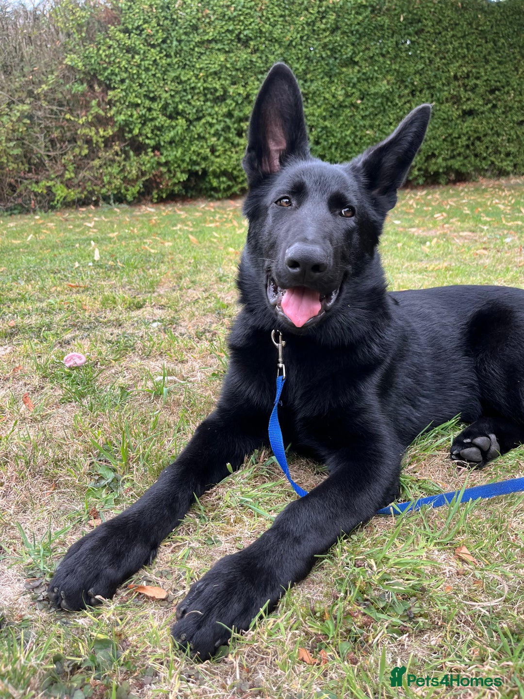 German Shepherd dogs for sale: Black Straight back German Shepherd  - Image 1