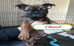 French Bulldog dogs for sale: 🌟 Beautiful French Bulldog Puppies  - Advert 14
