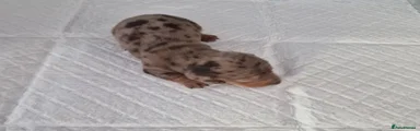 Dachshund 2