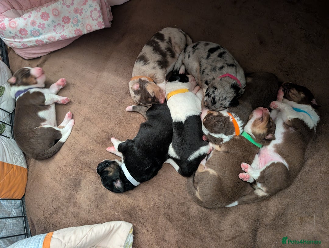 Australian Shepherd dogs for sale: Australian shepherd puppies  - Advert 3