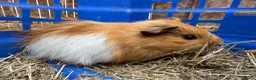 Guinea Pig rodents for sale: Guinea pigs for sale - Advert 5