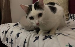 Domestic Shorthair cats for sale: Domestic Cow-Patterned Female Cat found Loving - Image 1