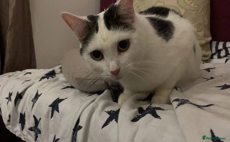 Domestic Shorthair cats - Advert 1