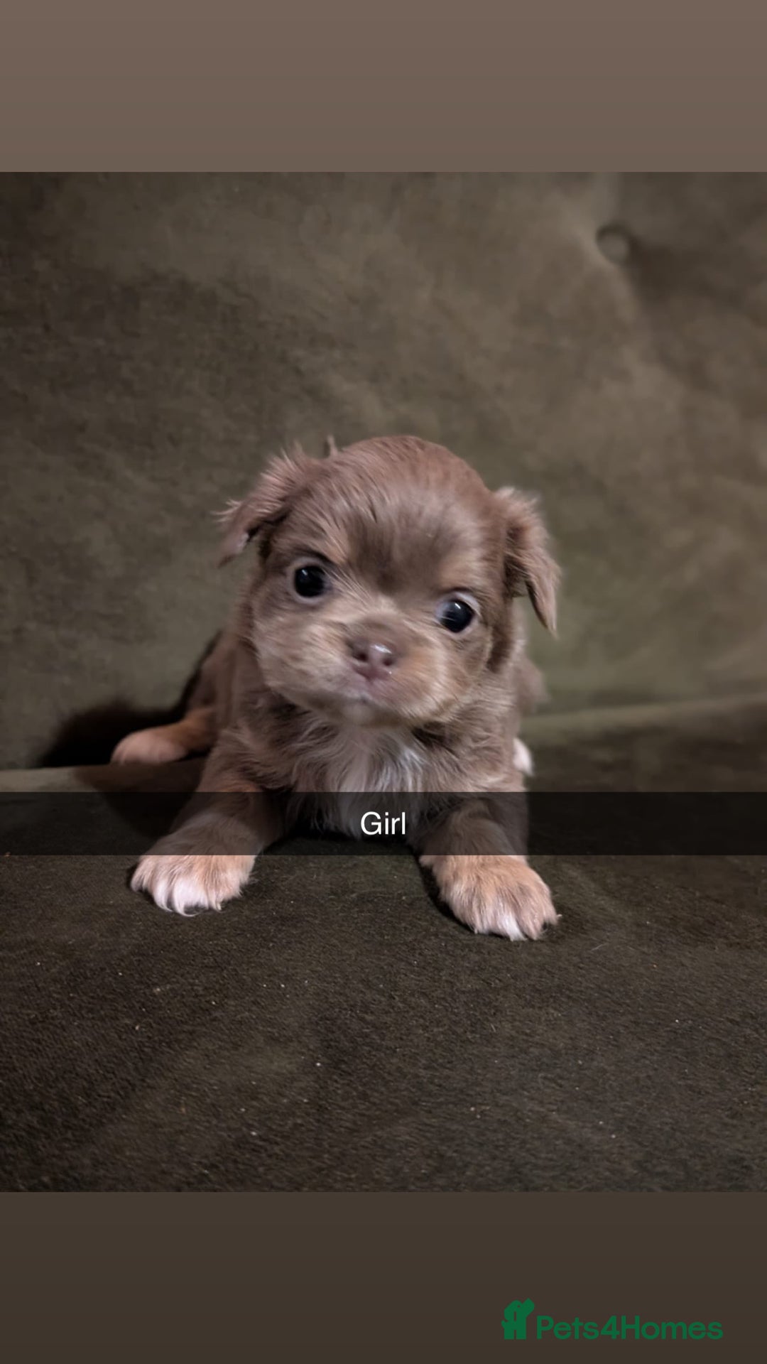 Chihuahua dogs for sale: ONLY 3 BOYS LEFT! pedigree chihuahua puppies - Advert 7