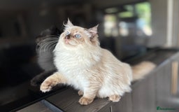 Ragdoll cats for sale: TICA DNA tested 5 Gen Pedigree  - Image 33