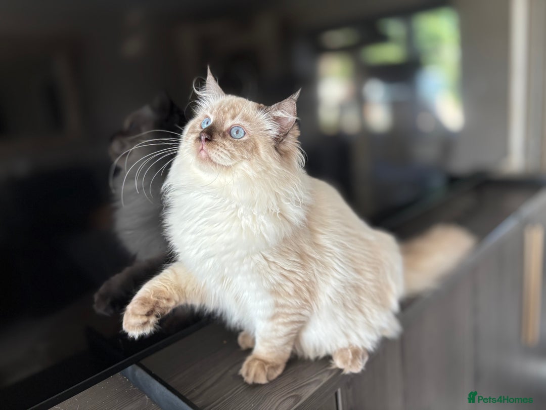 Ragdoll cats for sale: TICA DNA tested 5 Gen Pedigree  - Image 33