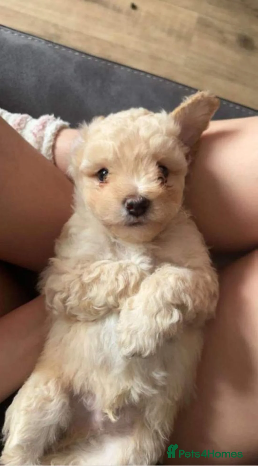 Shihpoo dogs for sale: Adorable Shihpoo Puppies for Loving Forever Homes  in Leicester - Advert 19