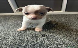 Chihuahua dogs for sale: Full pedigree Chihuahua puppies  - Image 28