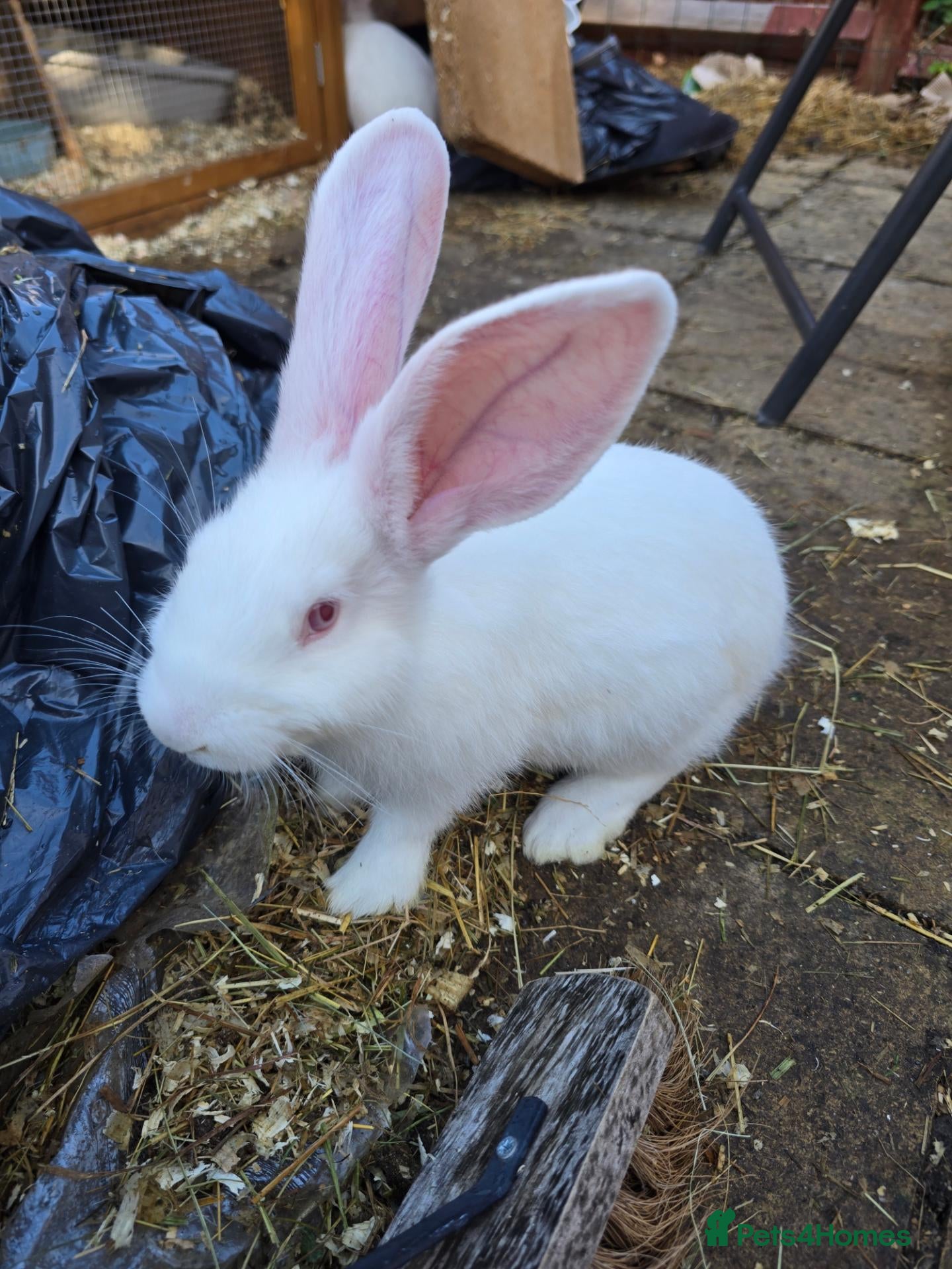 Continental Giant rabbits Continental Giant Rabbit Kits Bookings Now Open 🐰 - Advert 2