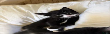 Oreo