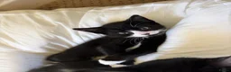 Mixed Breed cats for sale: Adorable black and white kittens for sale  - Advert 4