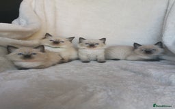 Ragdoll cats for sale: Health tested beautiful ragdoll kittens  - Image 1