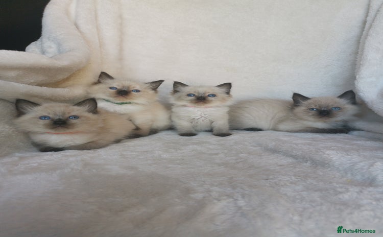 Ragdoll cats - Advert 1