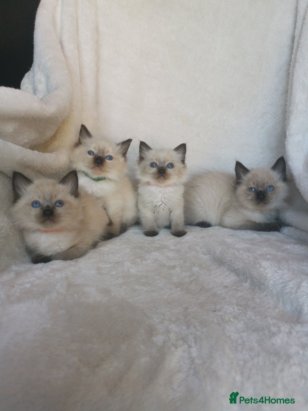 Ragdoll cats for sale: Health tested beautiful ragdoll kittens  - Image 1