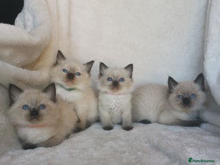 Ragdoll cats - Advert 9