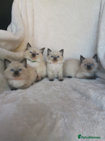 Ragdoll cats - Advert 5