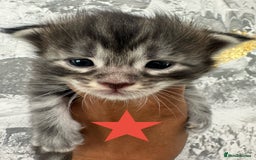 Maine Coon cats for sale: Full Maine Coone Kittens - Image 15