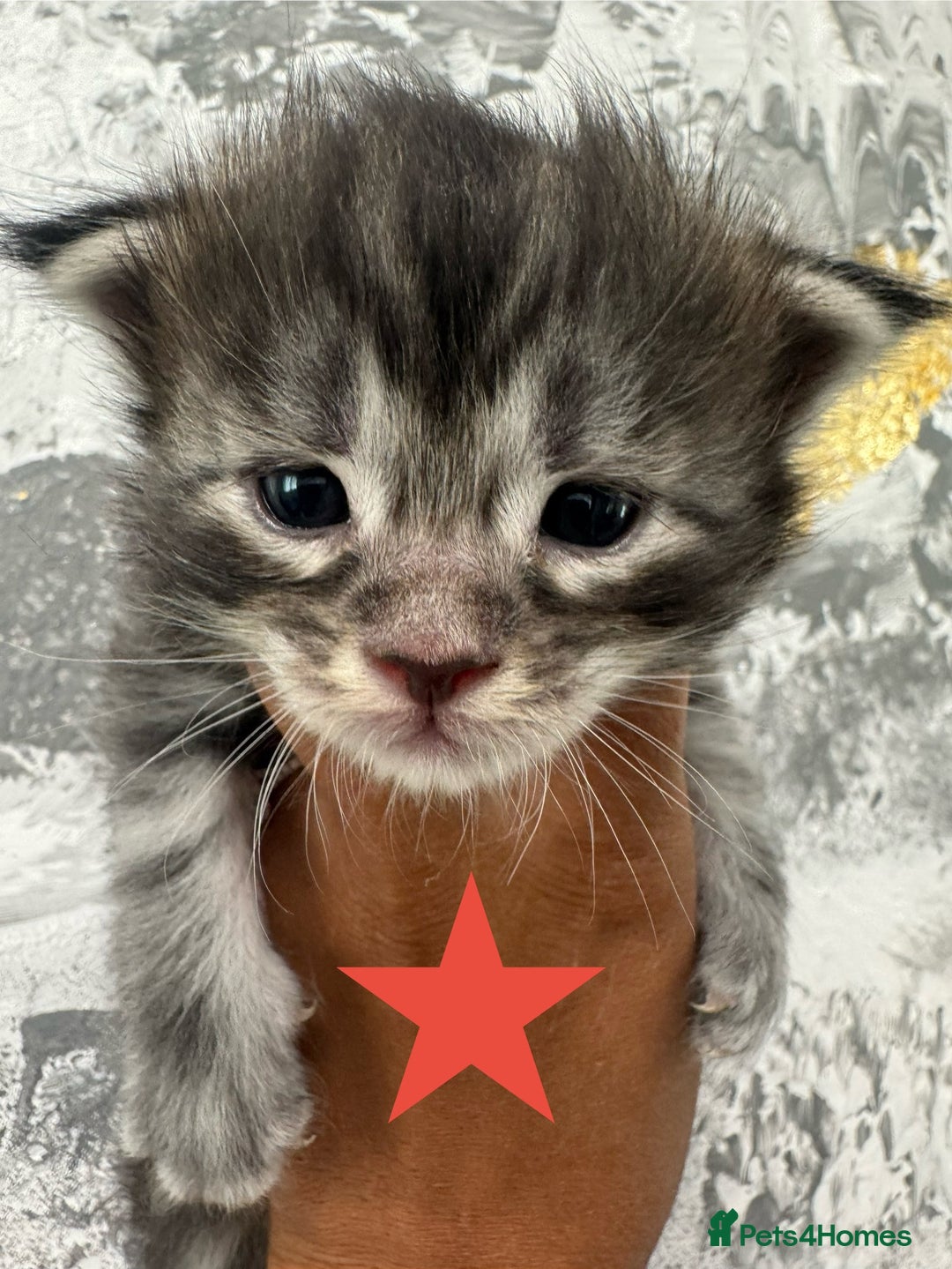 Maine Coon cats for sale: Full Maine Coone Kittens - Image 15