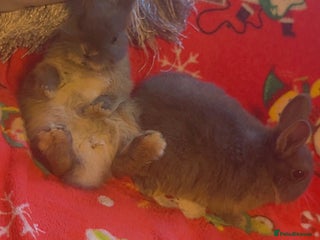 Netherland Dwarf rabbits for sale - Advert 2