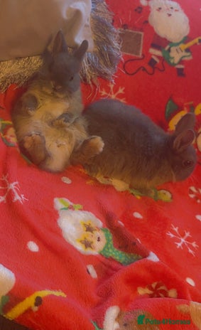 Netherland Dwarf rabbits - Advert 1