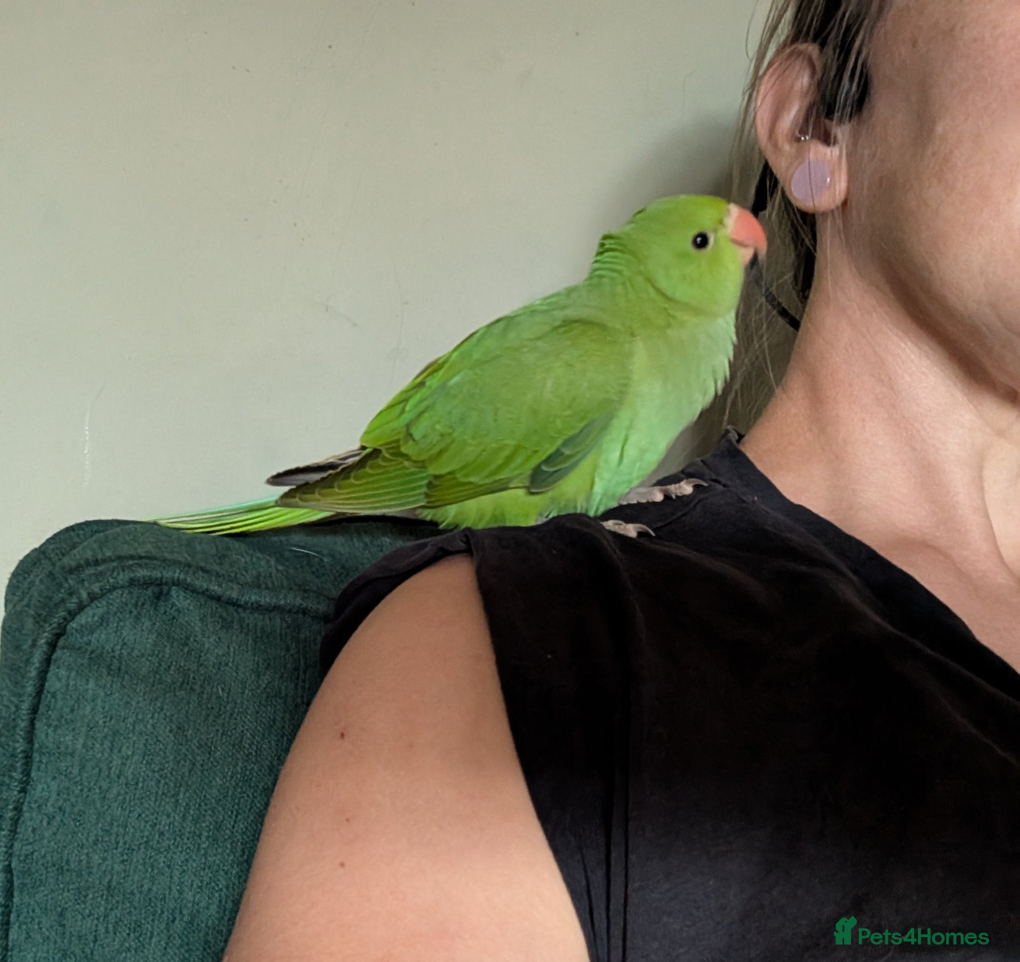 Ringnecks birds Baby handreared ringneck - Advert 3