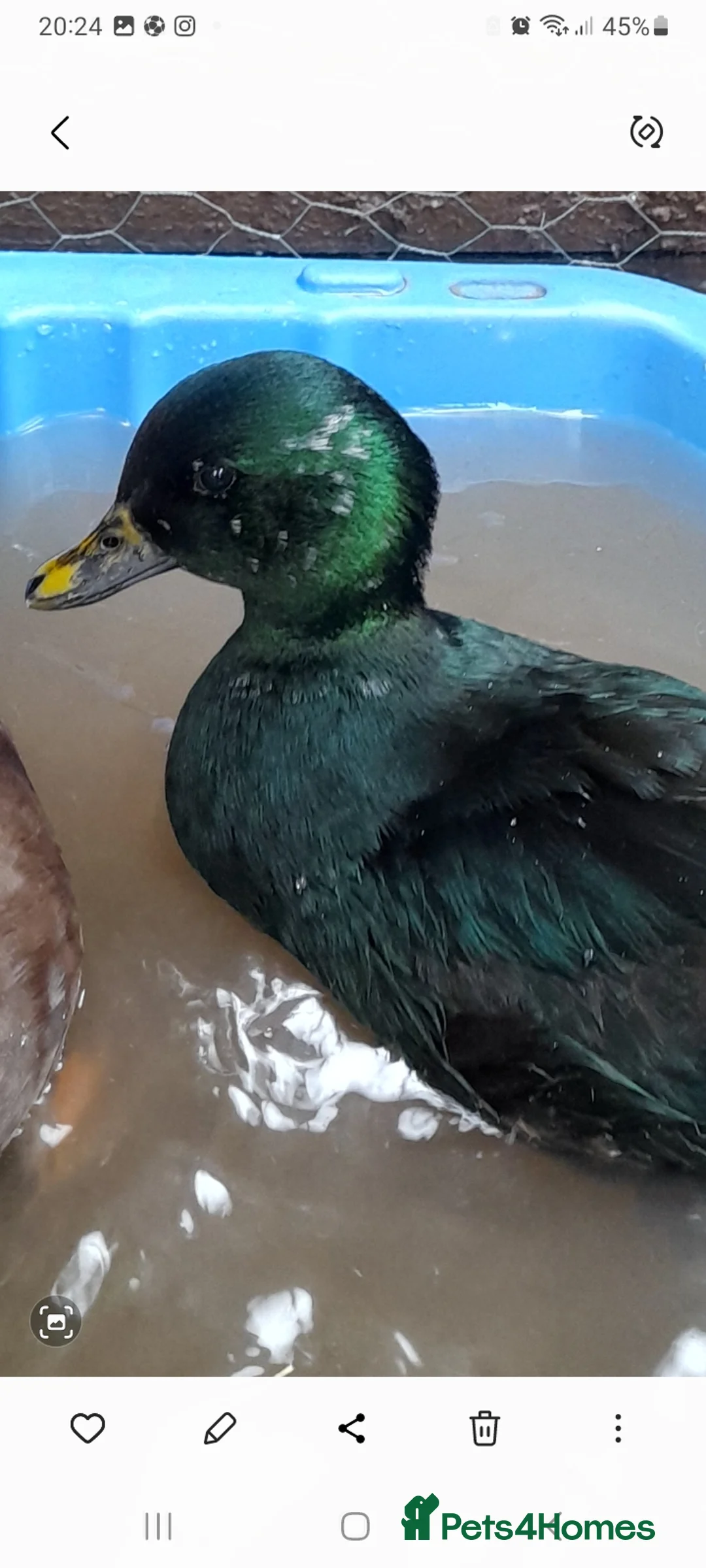 Ducks poultry for sale: 3 male call ducks - Advert 2