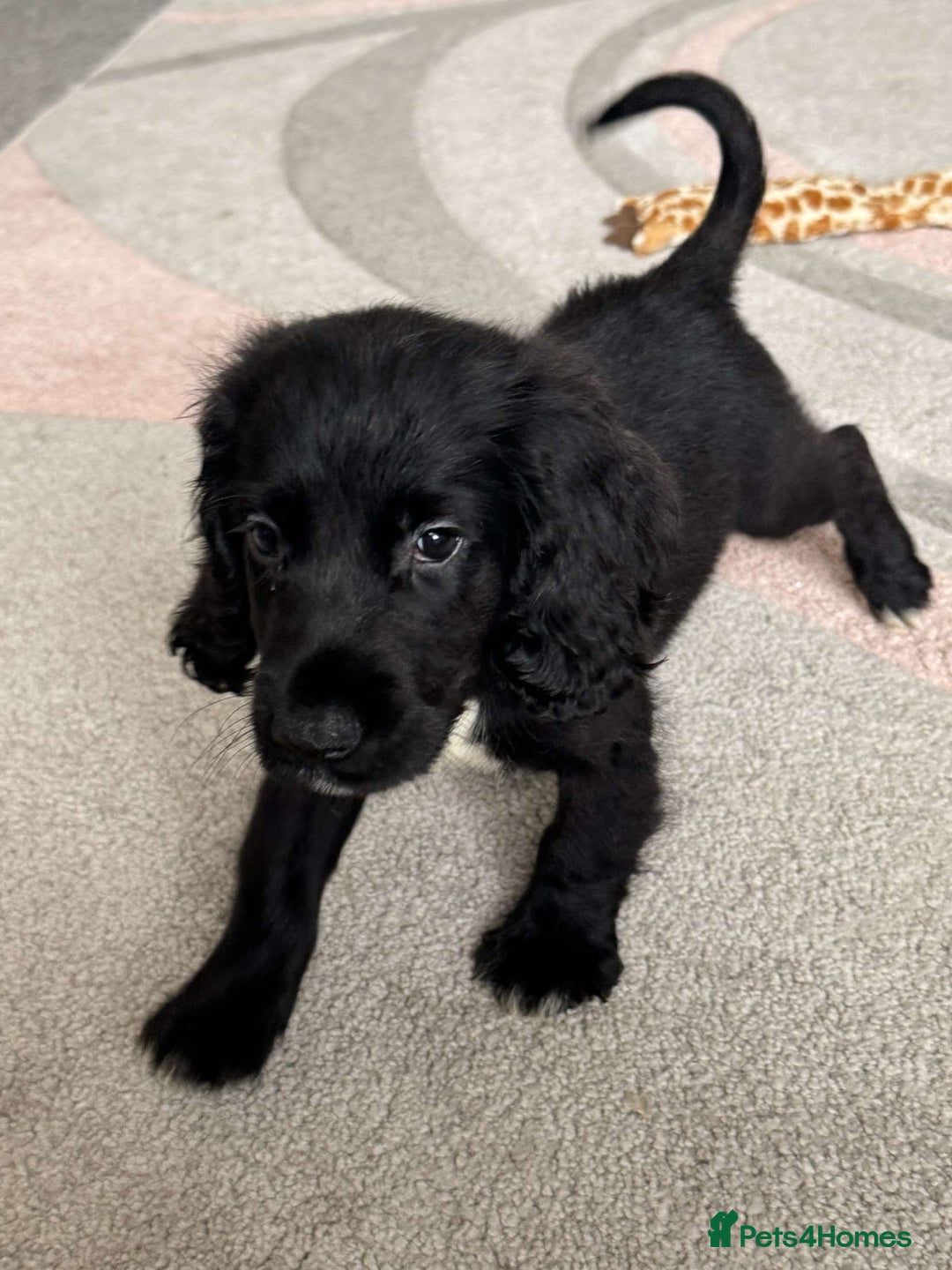 Cocker Spaniel dogs for sale: Last boy remaining  - Image 3
