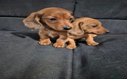 Miniature Dachshund dogs for sale: Miniature Dachshund Puppies  - Image 2