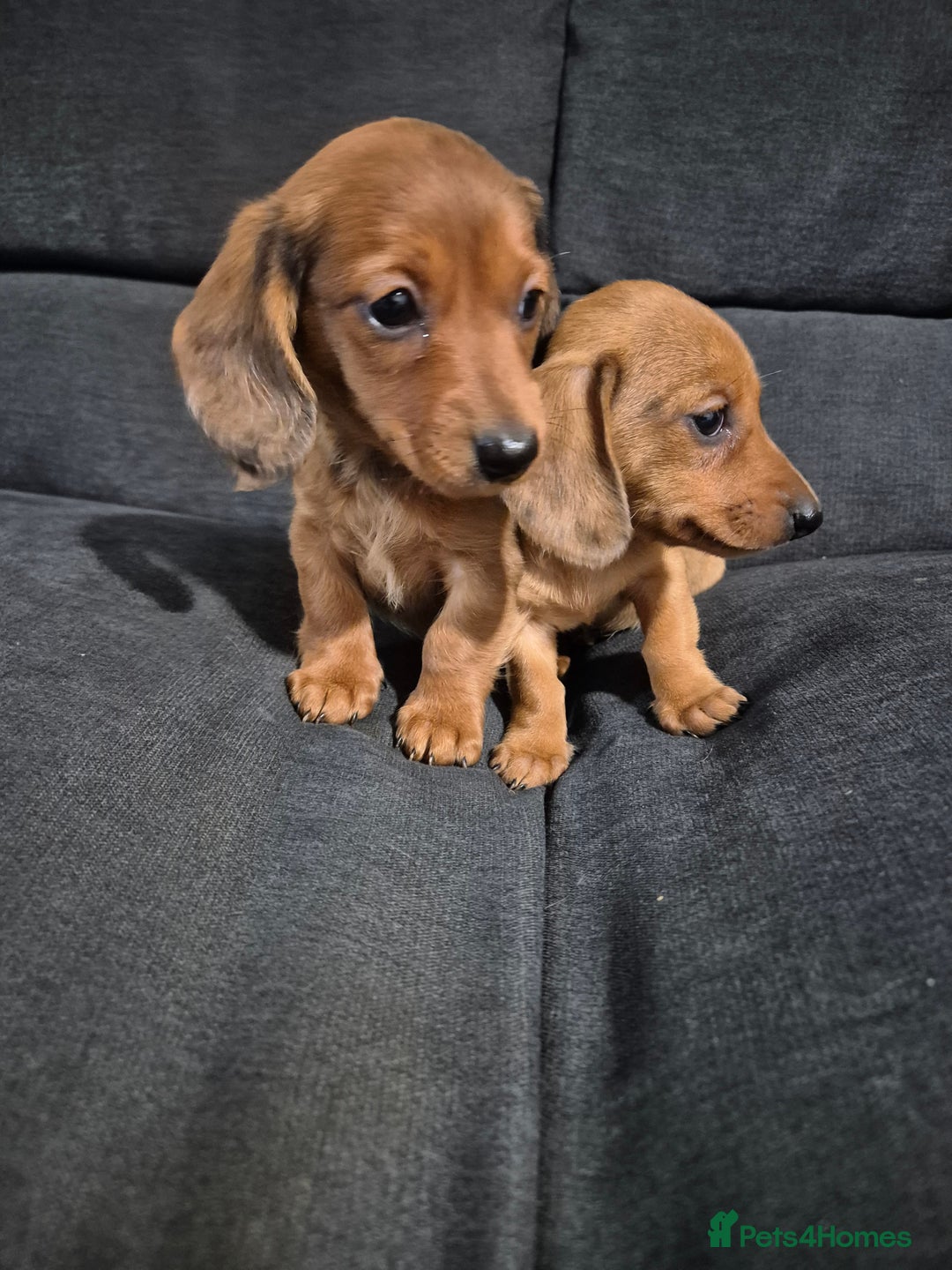 Miniature Dachshund dogs for sale: Miniature Dachshund Puppies  - Image 2