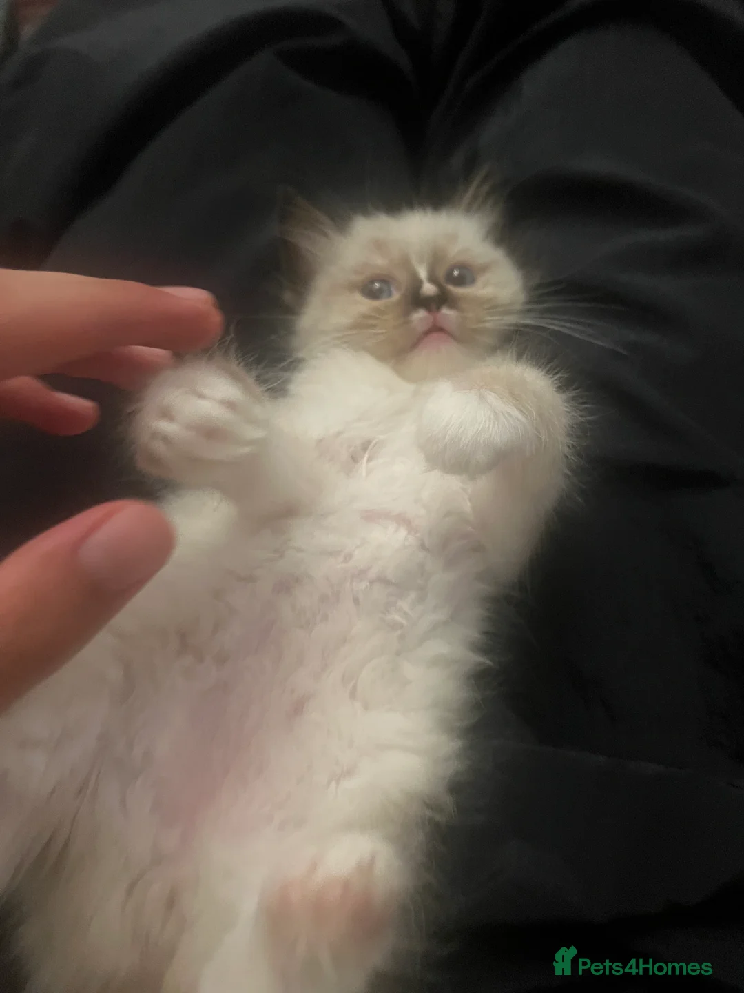 Ragdoll cats for sale: fluffy, male ragdoll kitten - Advert 12