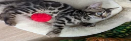 Bengal cats for sale: Bengal kittens in Essex TICA registered purebred  in Colchester - Advert 18