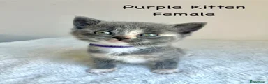 Purple- British Shorthair Cross Kitten