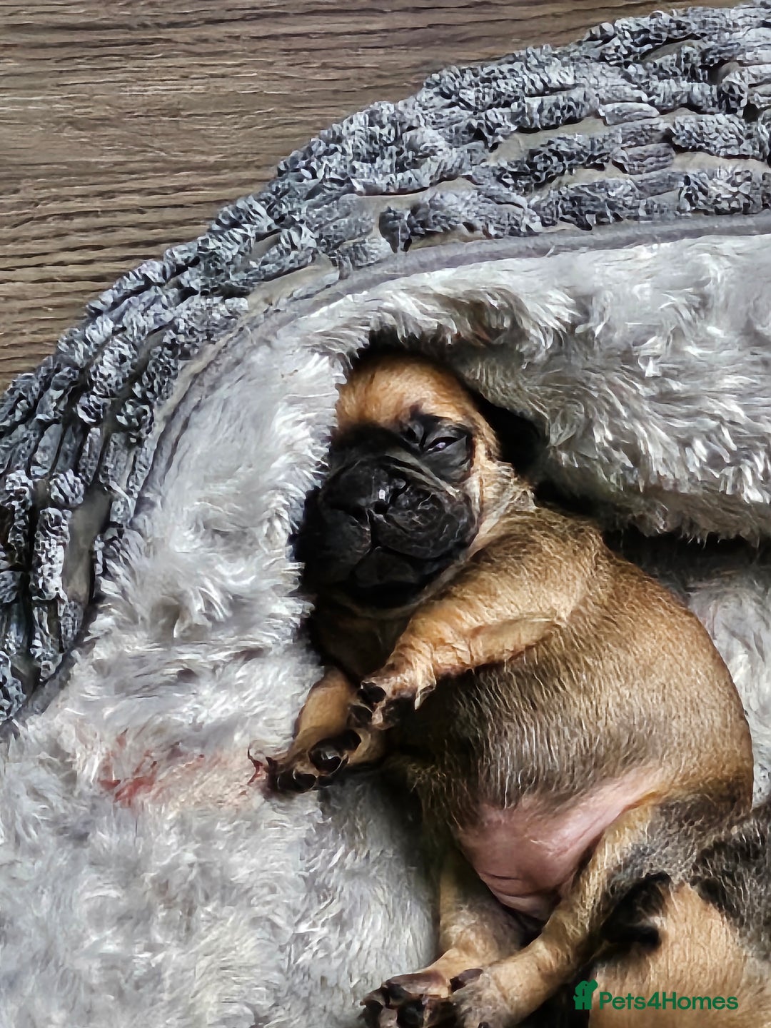 French Bulldog dogs for sale: Gorgeous french bulldogs - Image 5