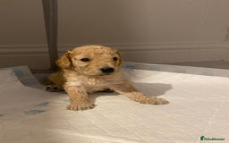 Cockapoo dogs for sale: F2 Cockapoo - Image 15