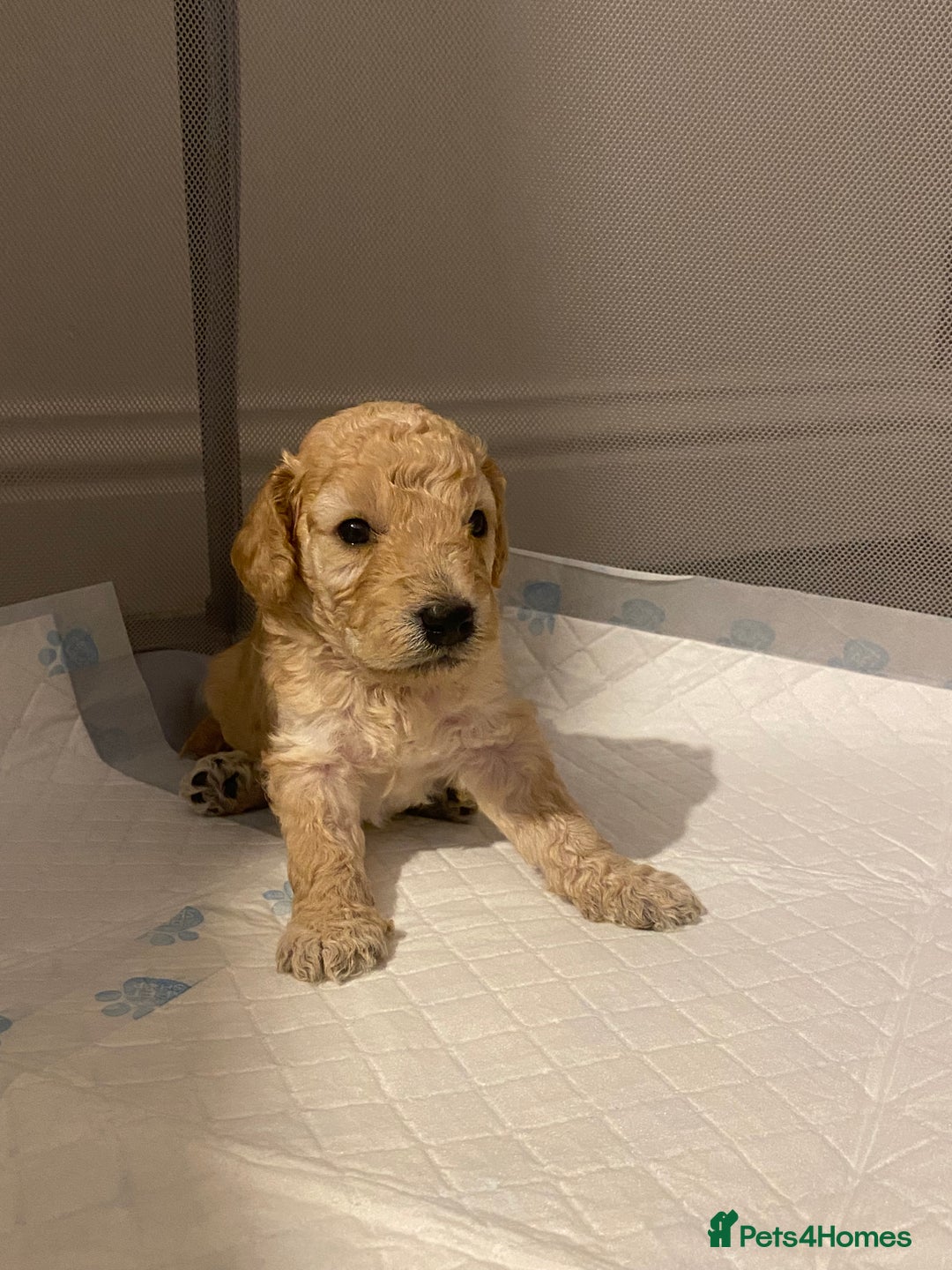 Cockapoo dogs for sale: F2 Cockapoo - Image 15