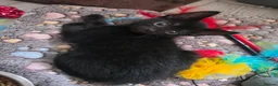 Mixed Breed cats for sale: 3 stunning boy kittens  - Advert 13