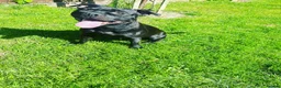 Staffordshire Bull Terrier dogs for sale: Bulscaff blood line both parents  in Wisbech - Advert 15