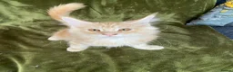 Maine Coon cats for sale: Beautiful Main Coon Kittens Ready - Advert 25