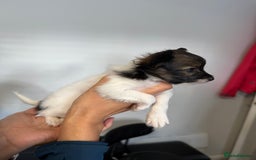 Papillon dogs for sale: KC reg petite Papillon puppies for forever homes - Image 6