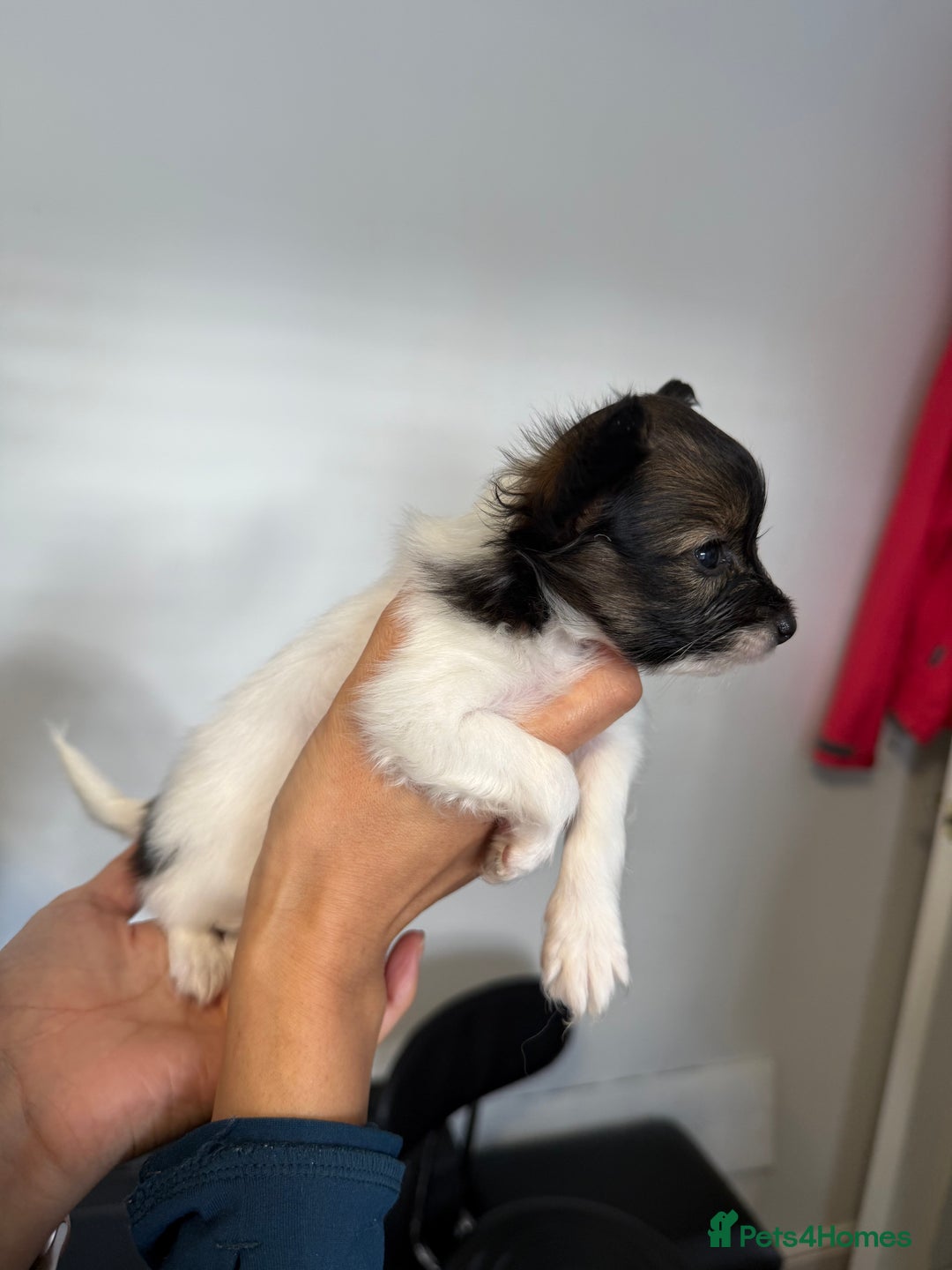 Papillon dogs for sale: KC reg petite Papillon puppies for forever homes - Image 6