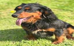 Cocker Spaniel dogs for stud: KC registered Champion bred working cocker  in Middlewich - Image 28