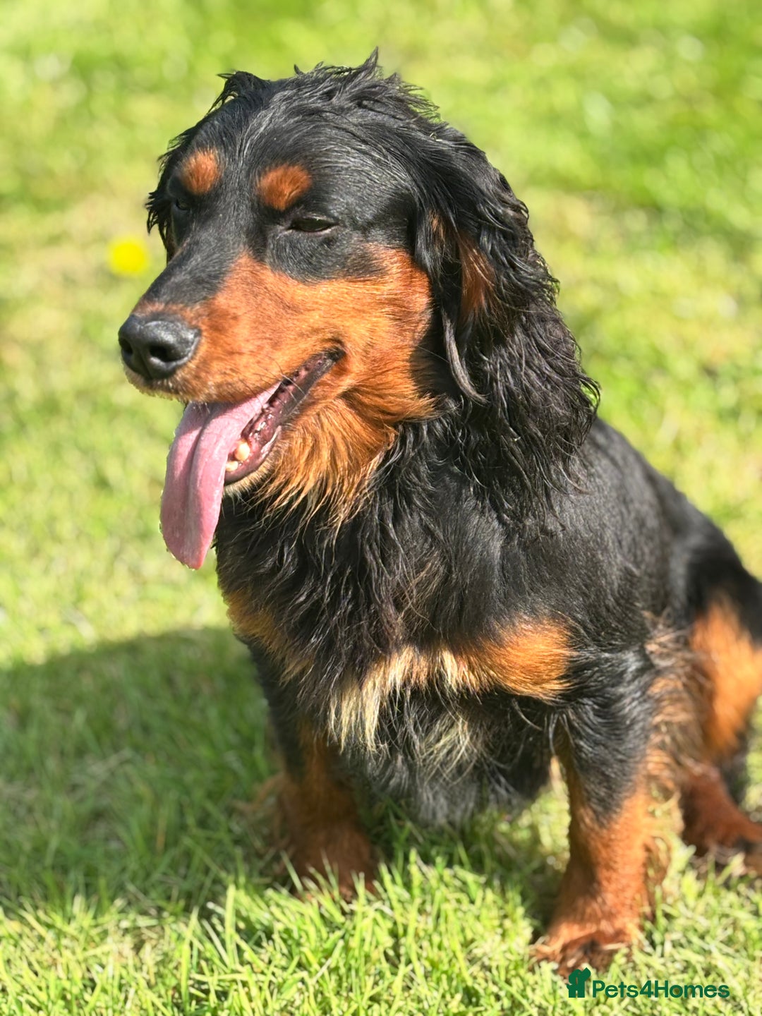 Cocker Spaniel dogs for stud: KC registered Champion bred working cocker  in Middlewich - Image 28