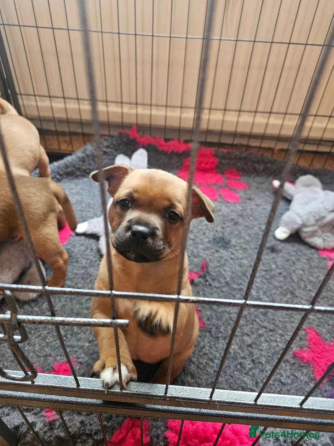 Staffordshire Bull Terrier dogs for sale: Red staffordshire bull terrier pups - Advert 12