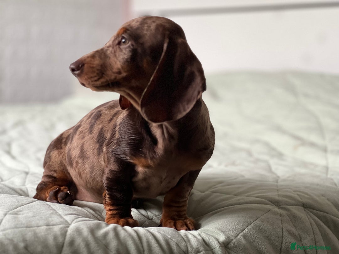 Dachshund dogs for sale: Dachshund puppy’s one boy and four girls  - Image 5