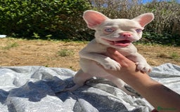 French Bulldog dogs for sale: French bulldog puppies - 3 boys 1 girl (pink husky - Image 12