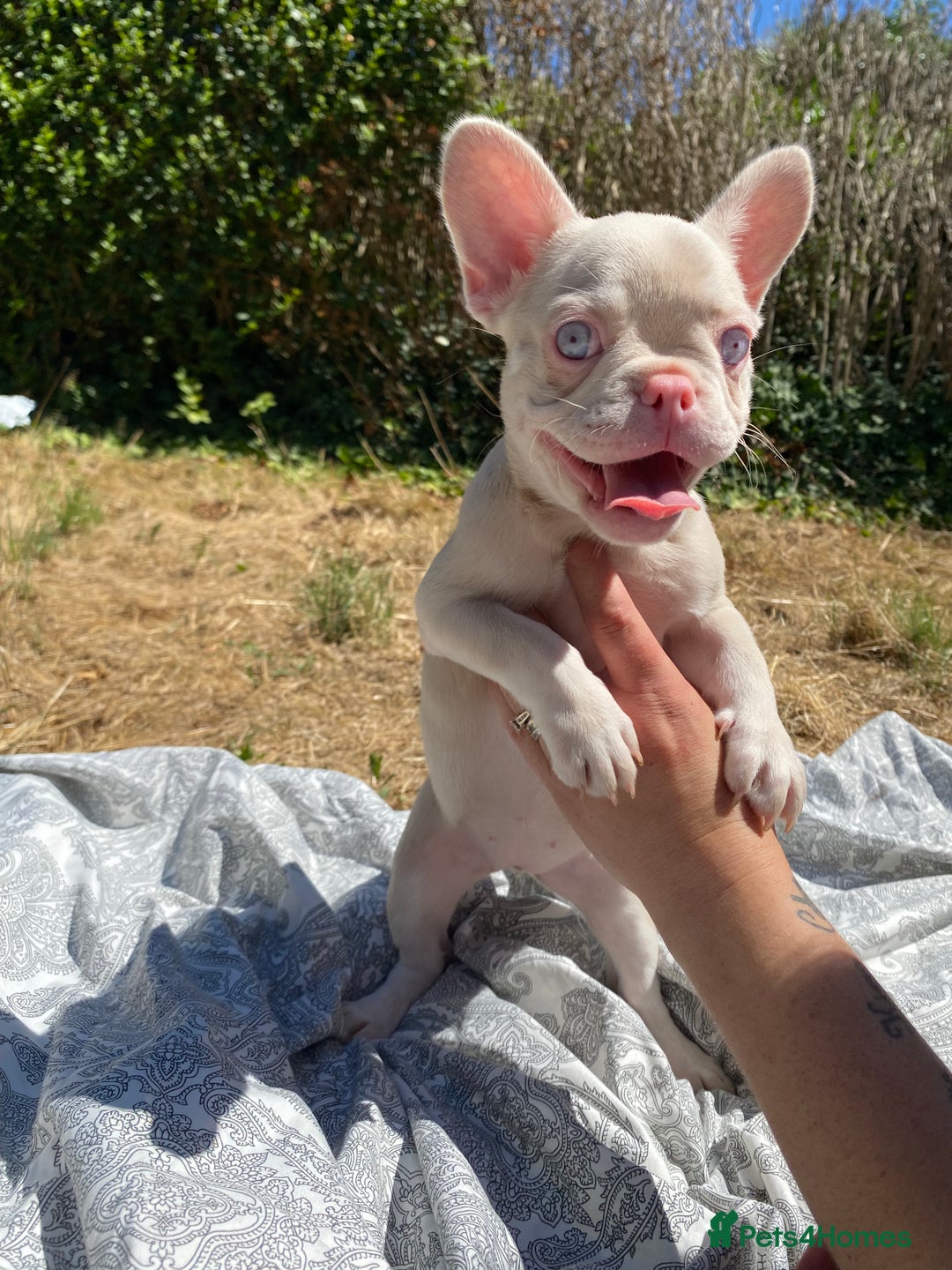 French Bulldog dogs for sale: French bulldog puppies - 3 boys 1 girl (pink husky - Image 12