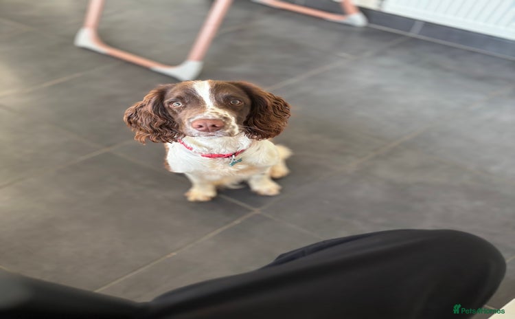 English Springer Spaniel dogs - Advert 1