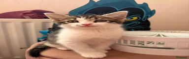 Domestic Shorthair 1