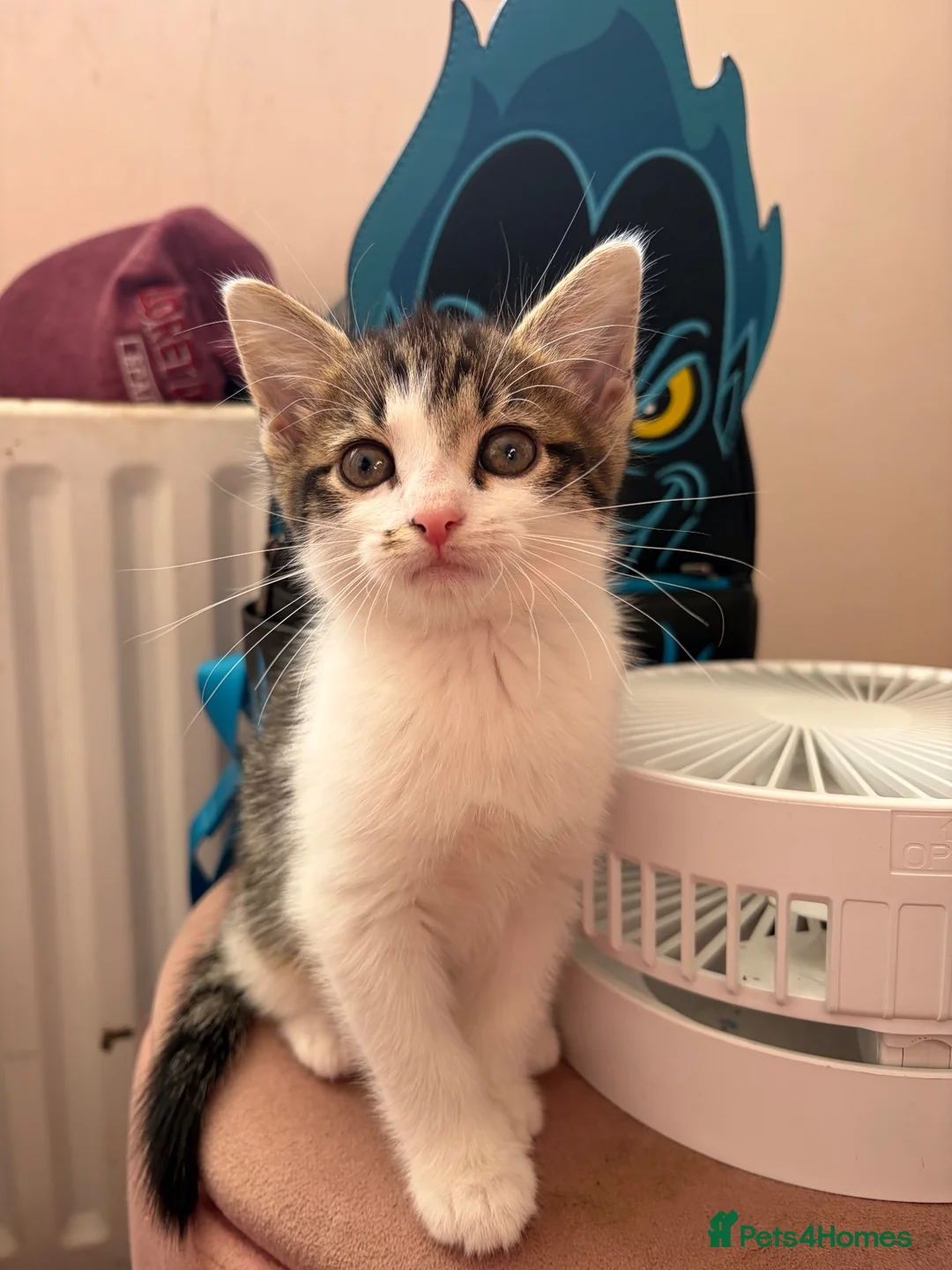 Domestic Shorthair cats for sale: 2 beautiful male kittens  - Advert 2