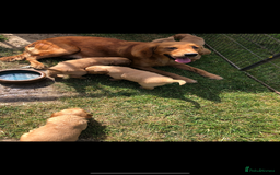 Golden Retriever dogs for sale: Beautiful Health Tested Puppies  - Image 4